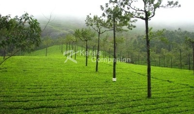 Munnar Kerala