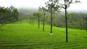 Munnar