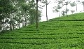 Munnar Kerala