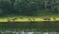 Periyar Thekkady Kerala